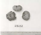 Click for 1 image(s) for this accession. FRUIT